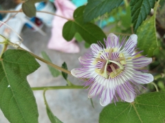 Passiflora ciliata