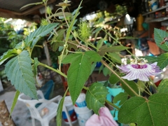 Passiflora ciliata