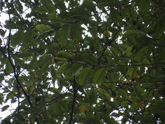 Ulmus uyematsui