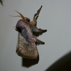 Anaxidia lozogramma