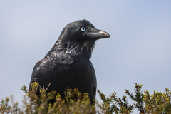 Corvus coronoides