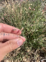 Bouteloua dactyloides