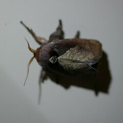 Anaxidia lozogramma