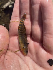 Etheostoma caeruleum
