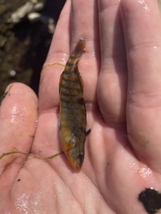 Etheostoma caeruleum