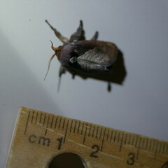 Anaxidia lozogramma