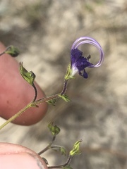Trichostema setaceum