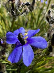 Aristea africana