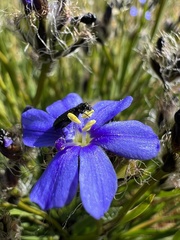 Aristea africana