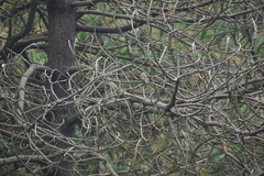 Junco phaeonotus
