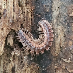 Pseudopolydesmus