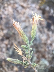 Brickellia frutescens