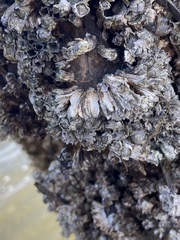 Semibalanus balanoides