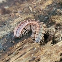 Pseudopolydesmus