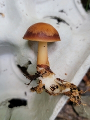 Rhodocollybia lentinoides