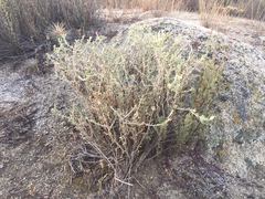 Brickellia frutescens