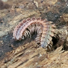 Pseudopolydesmus