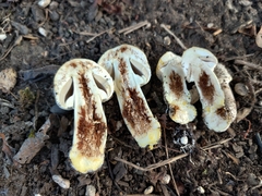 Agaricus xanthodermus