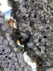 Semibalanus balanoides