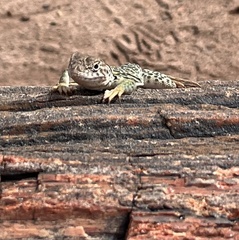 Crotaphytus collaris