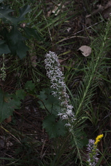 Liatris hesperelegans