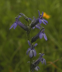 Lobelia gruina
