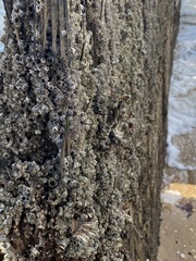 Semibalanus balanoides