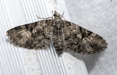 Eupithecia edna