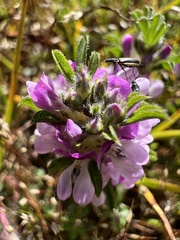 Psoralea decumbens