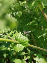 Austroscaeva melanostoma