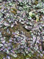 Plagiochasma rupestre