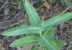 Asclepias speciosa