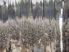 Semibalanus balanoides