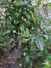 Clerodendrum cyrtophyllum