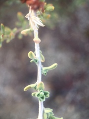 Brickellia frutescens