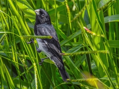 Sporophila luctuosa