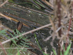 Phleocryptes melanops