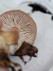 Rhodocollybia lentinoides