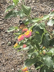 Argynnis hyperbius hyperbius