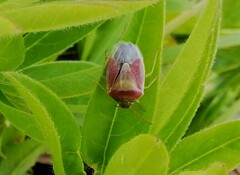 Piezodorus lituratus