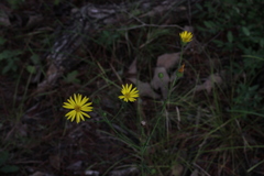 Bradburia pilosa