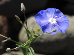 Evolvulus arizonicus