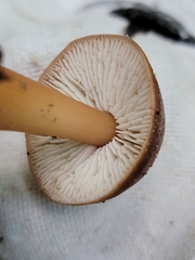 Rhodocollybia lentinoides