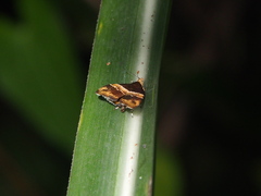 Choreutis basalis