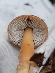 Rhodocollybia lentinoides