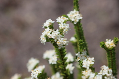 Pimelea flava dichotoma