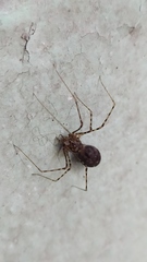 Arachnida