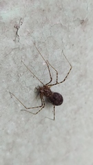 Arachnida