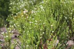 Pimelea flava dichotoma