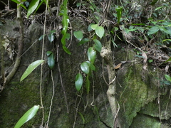 Hoya pottsii
